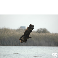 گونه عقاب خالدار بزرگ Greater Spotted Eagle